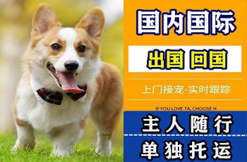 思茅市宠物托运公司思茅市宠物托运公司思茅市宠物托运公司