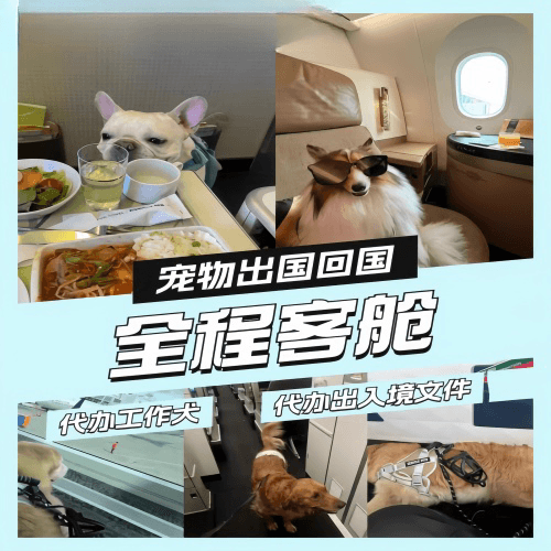 思茅市宠物托运到白俄罗斯宠物入境规定和要求